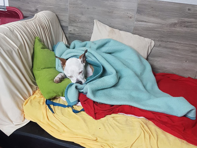 Hundepension - DOGHOUSE Play & Stay - Hundetagesstätte & Hundepension in St. Ingbert, Saarland
